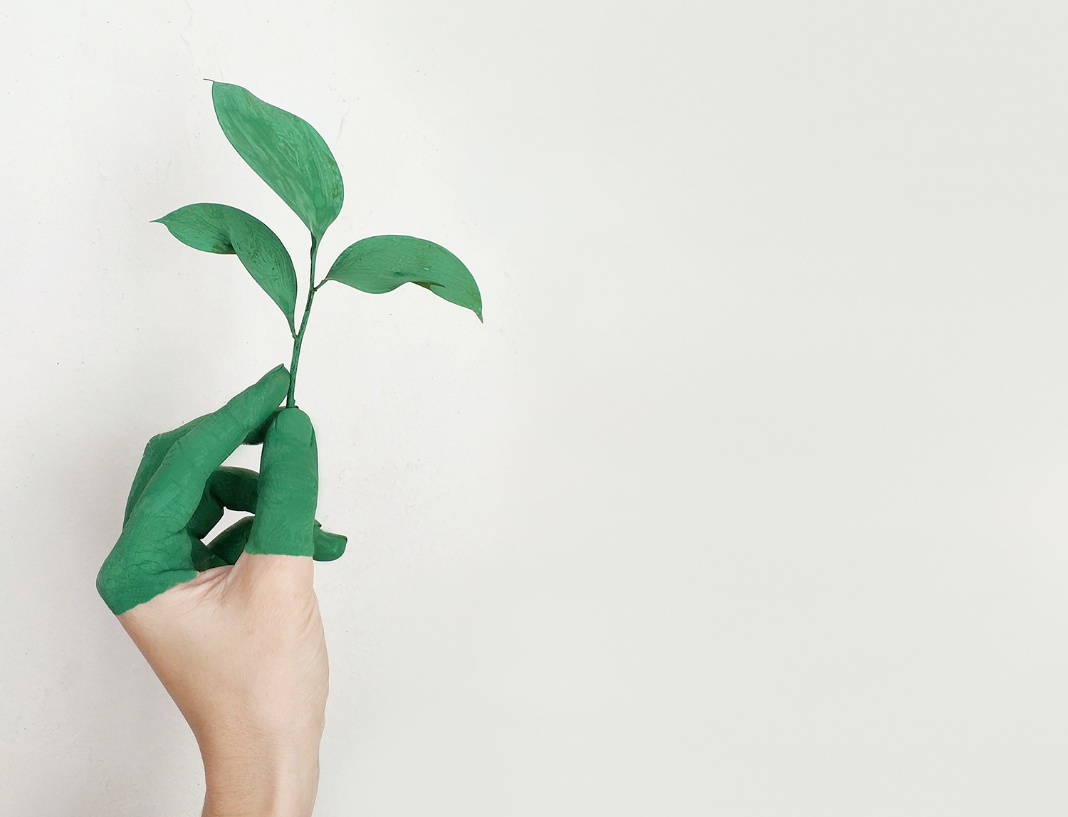 hand holding green leaf